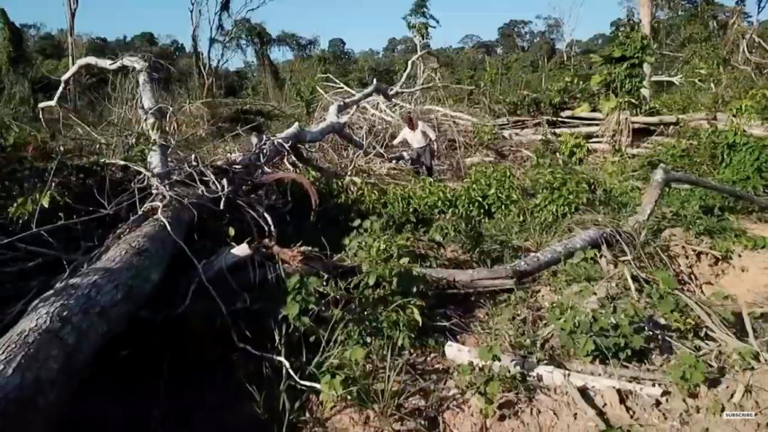 三个月砍掉20个曼哈顿,一年砍掉一个国家,亚马逊已经到了最危急的时候