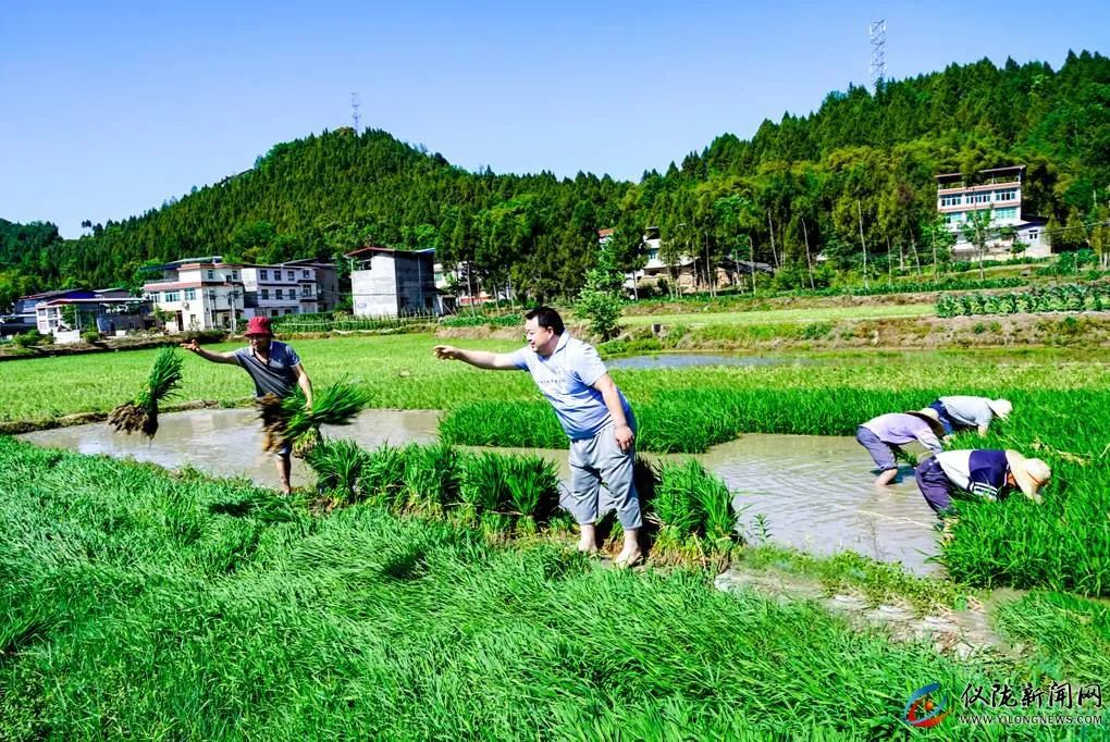 你妈叫你回家插秧了原版,你妈喊你回家插秧的图片