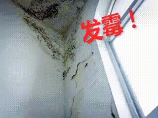 除发霉的霉菌,除霉剂真的能消除霉菌吗