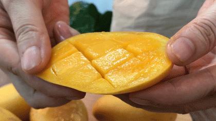 小台农贵妃芒哪个口感好,小台芒香甜滑嫩甜而不腻