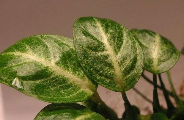 11个水产养殖的土办法,水溶肥的施肥方法和禁忌