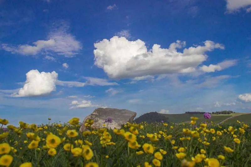 新疆伊犁大草原最美的季节来了,新疆伊犁的春天来了