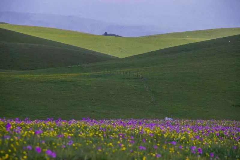新疆伊犁大草原最美的季节来了,新疆伊犁的春天来了