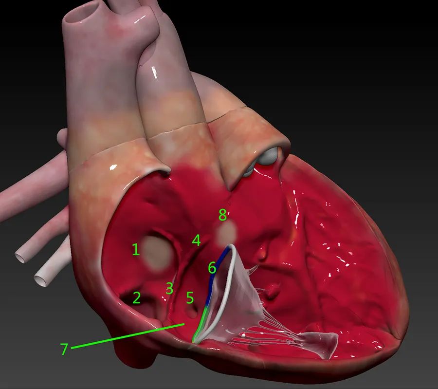 “绿宝书”丨精美图谱，生动形象！换个方式看心脏解剖（2）