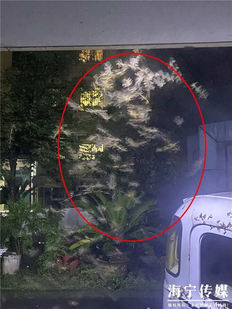 屋里白色小飞虫咬人,家里好多黑色的带壳小飞虫咬人吗