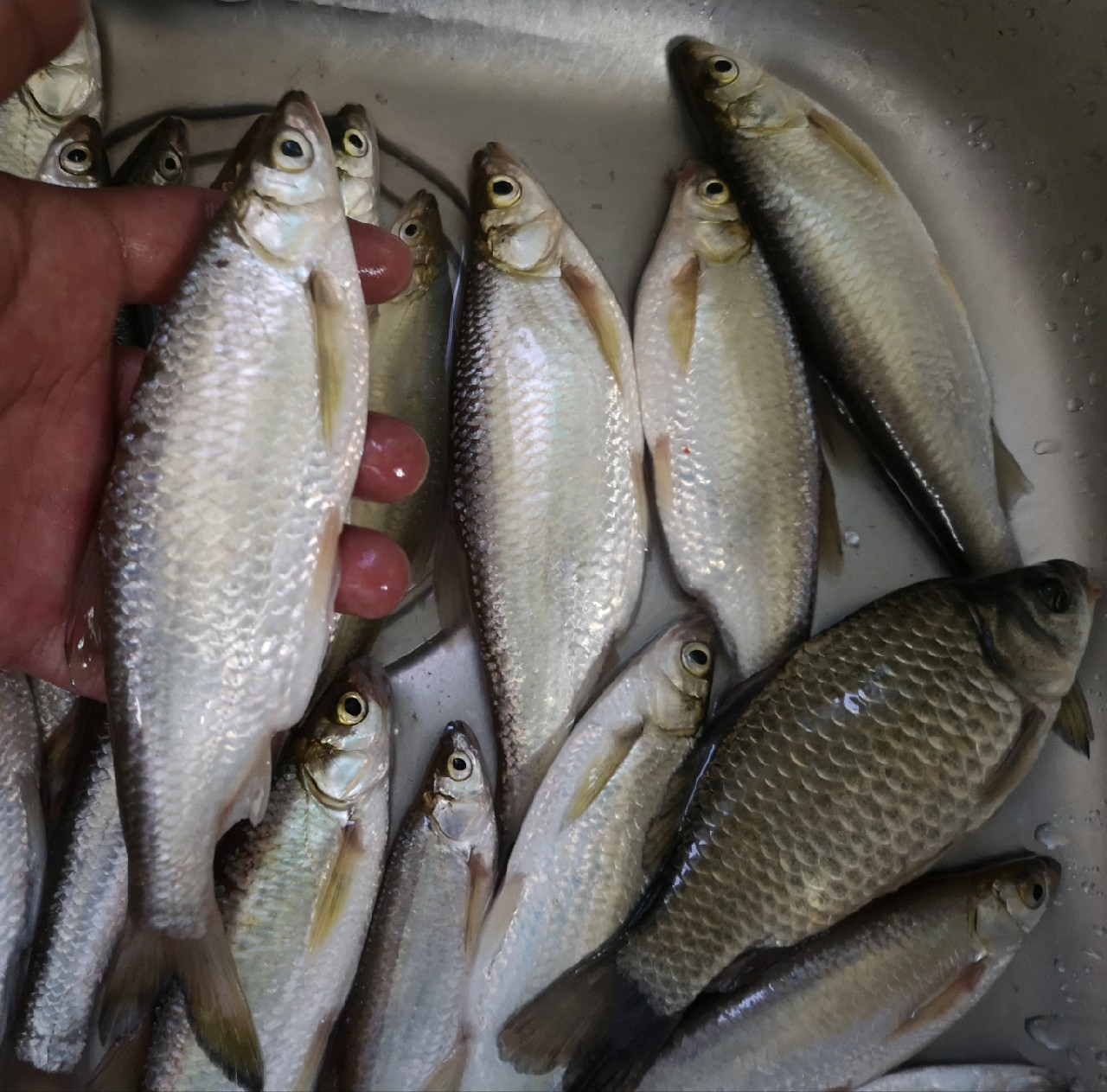 大餐条拉得很有手感，就是太费子线