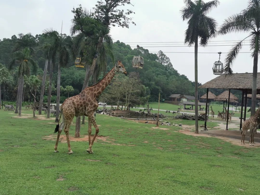 最新广州长隆野生动物园南门攻略,广州长隆动物园的白虎简介