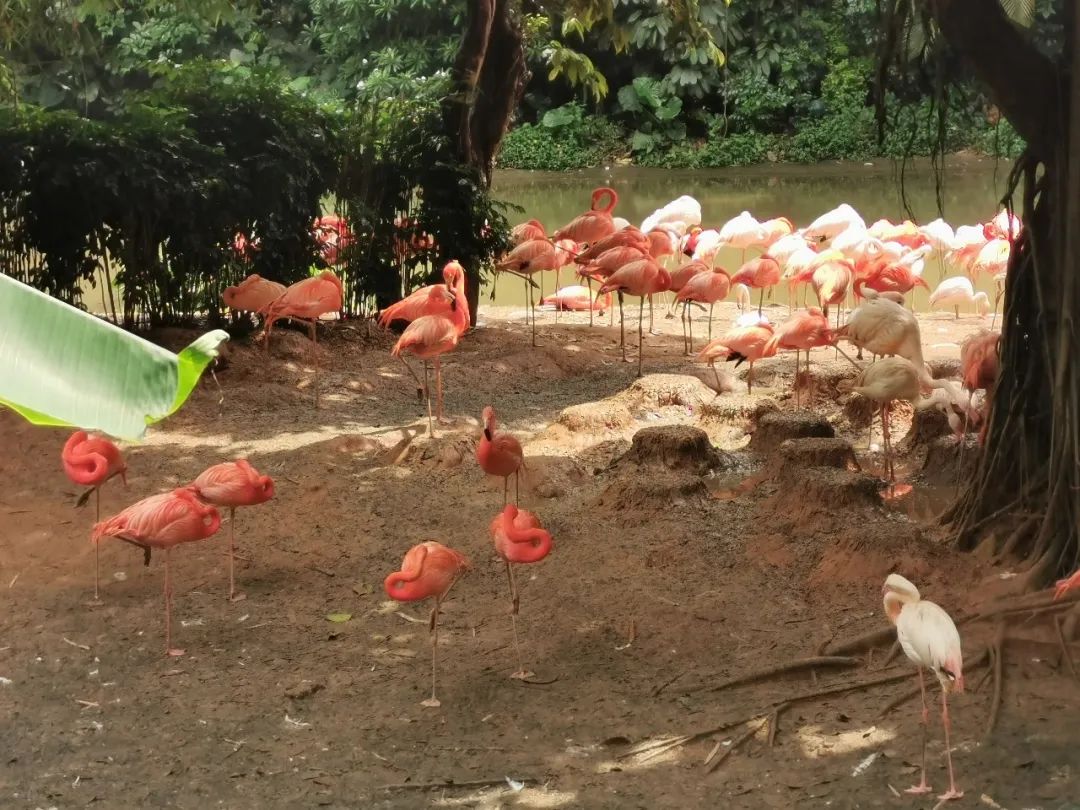 最新广州长隆野生动物园南门攻略,广州长隆动物园的白虎简介