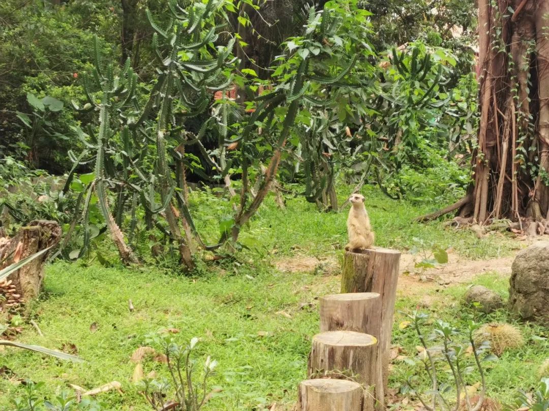 广州长隆野生动物世界何时建成,广州长隆野生动物园有白狮