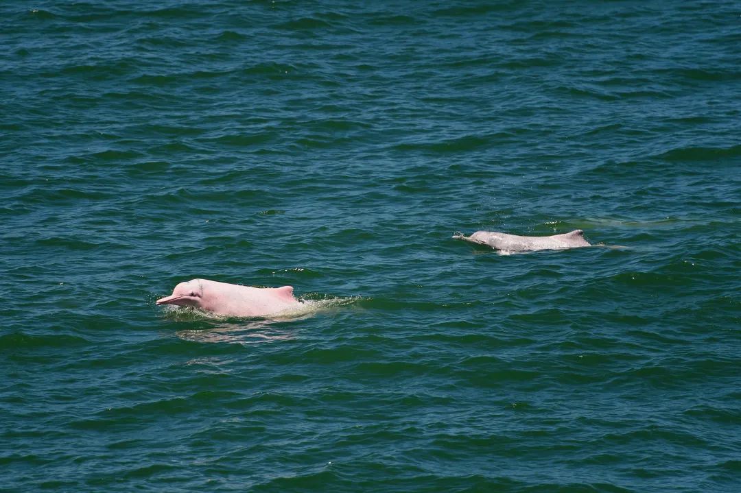 这样的鸟兽胖友圈,你见过吗?