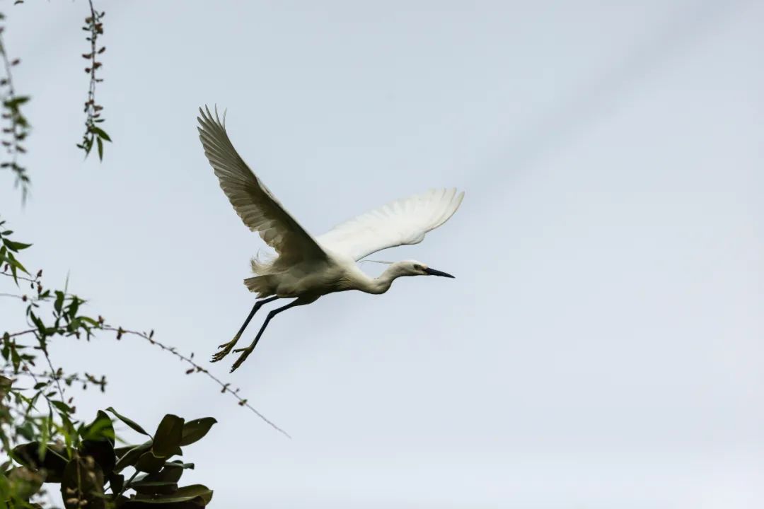 未来五年江阴这里真的会大变样吗,新动作新气象