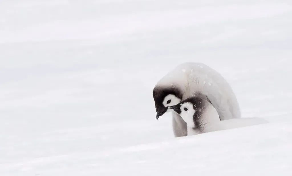 南极洲“绿雪”涌现,帝企鹅:泥土是什么?
