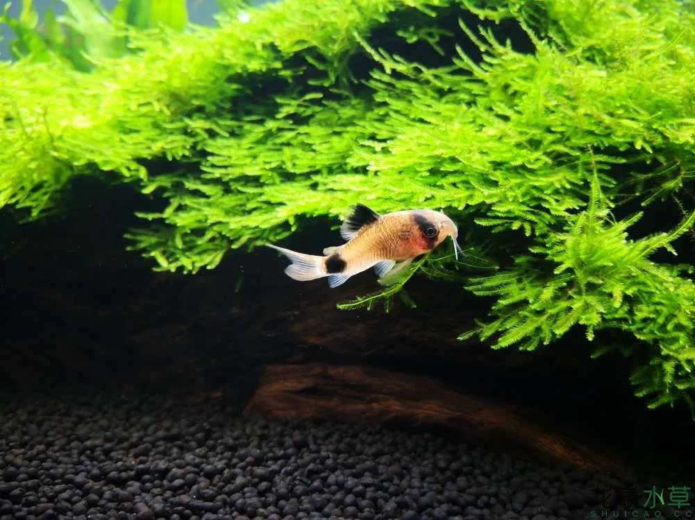 莫斯树草缸造景diy教程,不需要二氧化碳的草缸造景