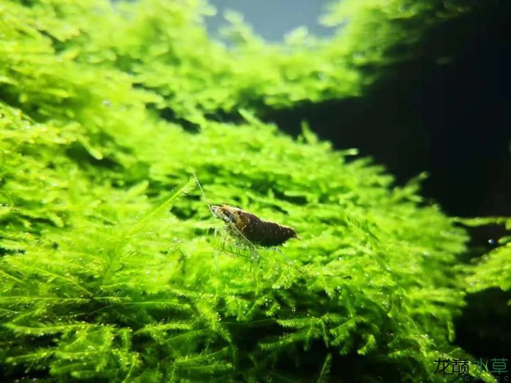 莫斯树草缸造景diy教程,不需要二氧化碳的草缸造景