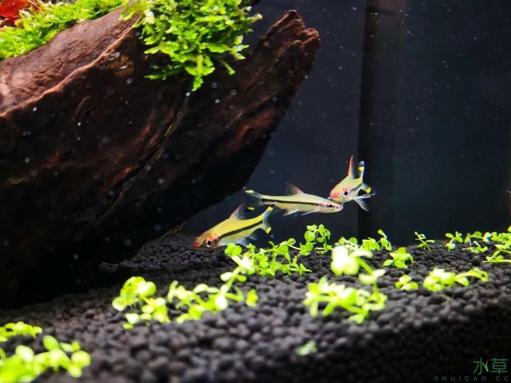 莫斯树草缸造景diy教程,不需要二氧化碳的草缸造景