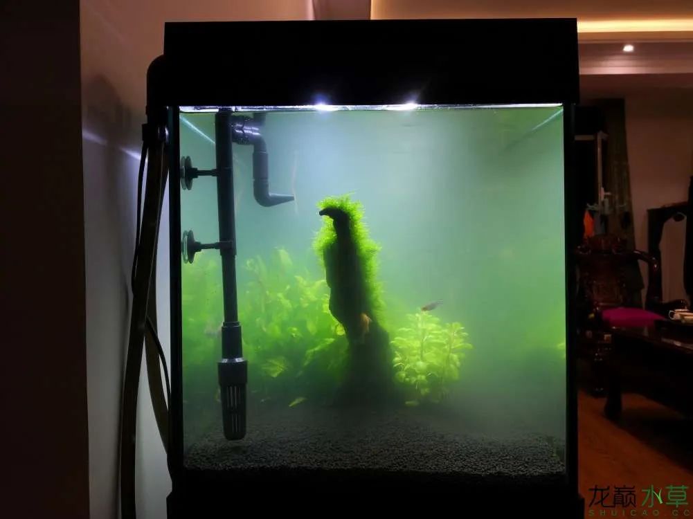 莫斯树草缸造景diy教程,不需要二氧化碳的草缸造景