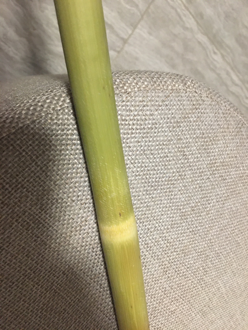 茶杆竹DIY抄网杆，钓友看看效果怎么样？