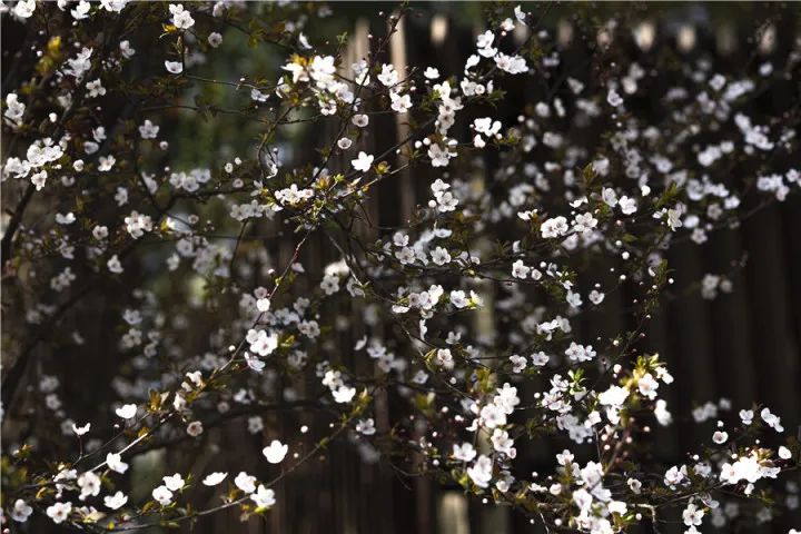 浙江一小区里随处可见的这东西,店里卖到15.8元一斤!居民随便捡