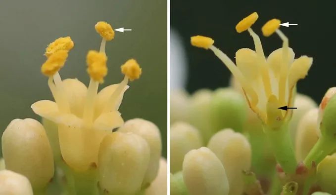 非诚勿扰中姓叶的,非诚勿扰百花争艳女嘉宾