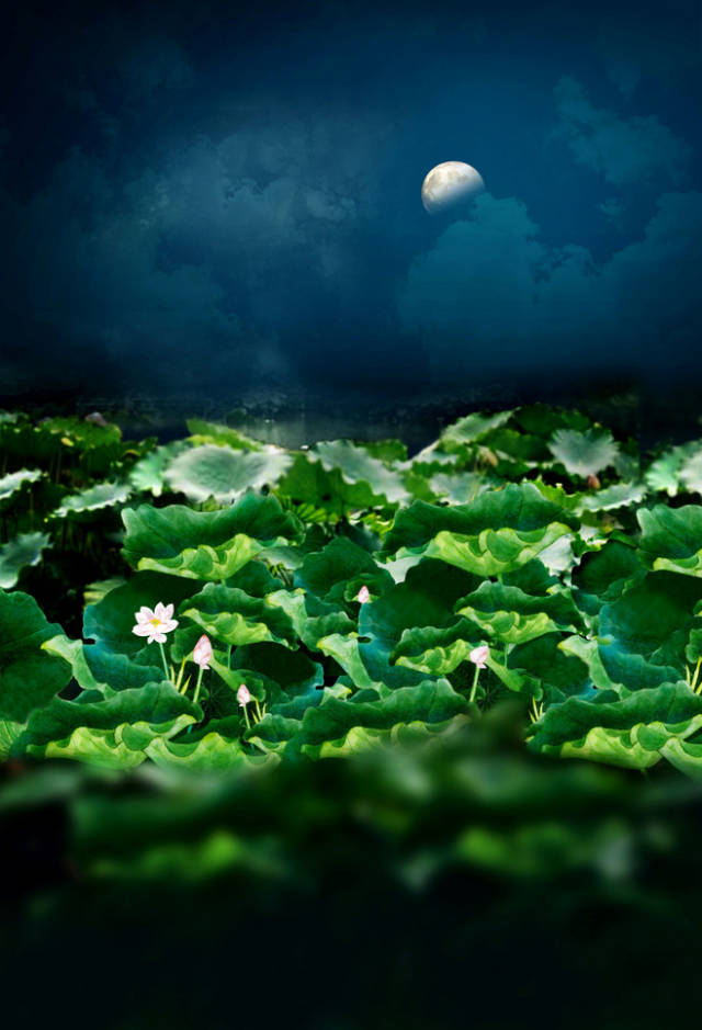 淮阳的荷花真美,又到了赏荷花的季节家门口的美景