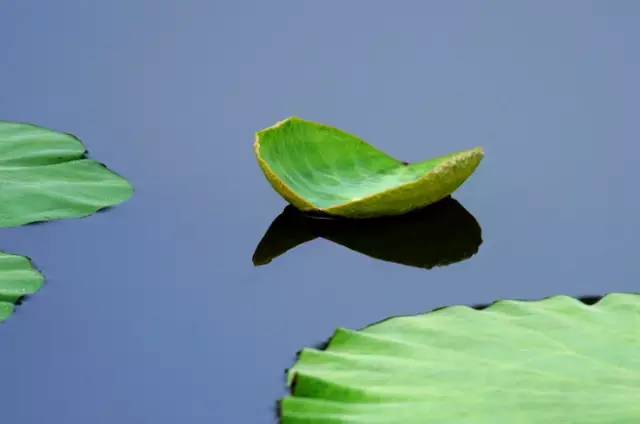 淮阳的荷花真美,又到了赏荷花的季节家门口的美景