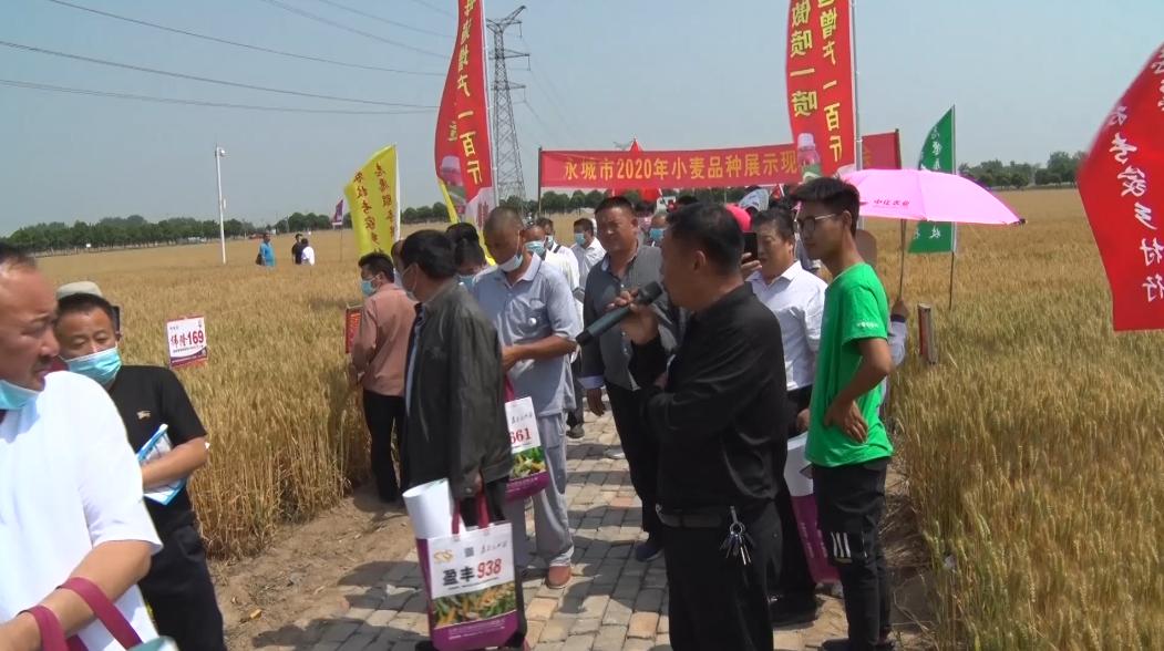 玉米套种大豆如何播种,夏季大豆最佳播种时期