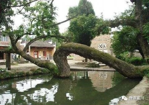 富川慢城,富川慢城花海攻略