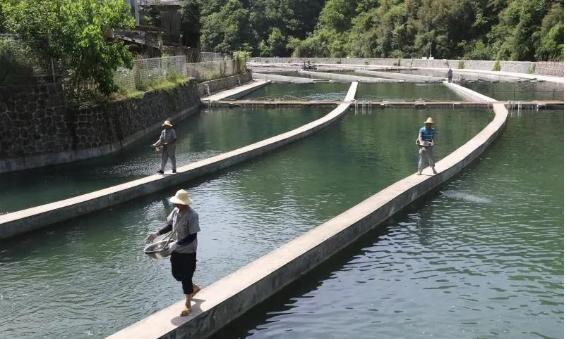 岚皋旅游农业怎么样,岚皋鱼