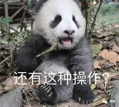 能拍彩色照片的大熊猫,大熊猫为啥不能拥有一张彩色照片