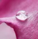 fresh馥蕾诗玫瑰精华100ml,fresh馥蕾诗滋润护唇膏玫瑰