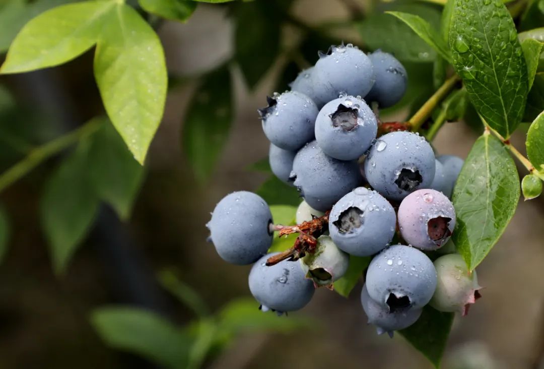 酸甜可口咬一口满嘴口水,酸甜脆爽一口就能爆汁