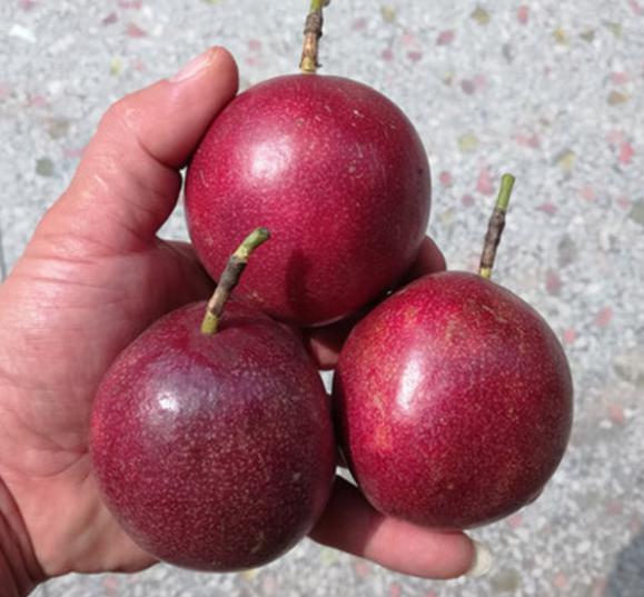 三种水果套餐团购,99元水果三件套团购