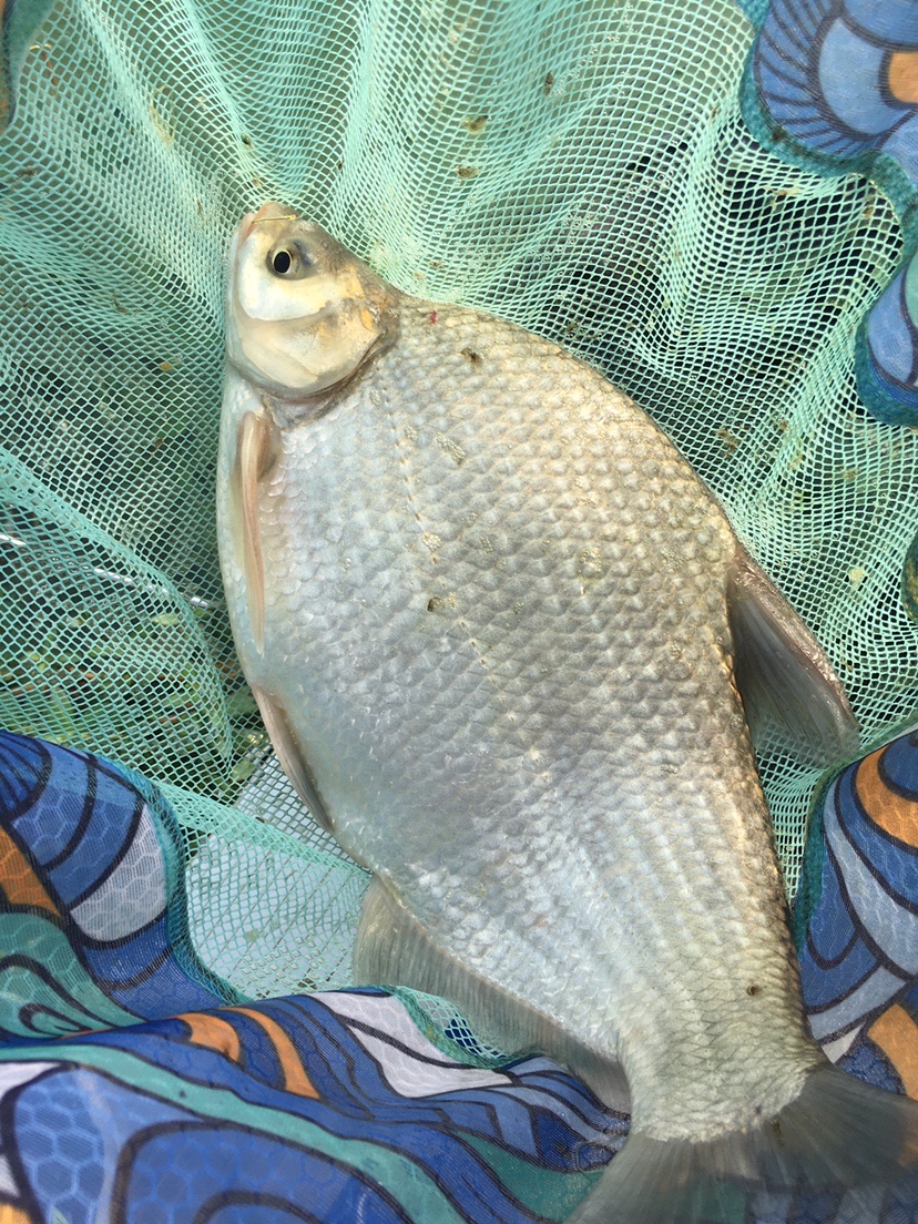 水库地形不好怎么甩大鞭,水库甩大鞭钓鱼