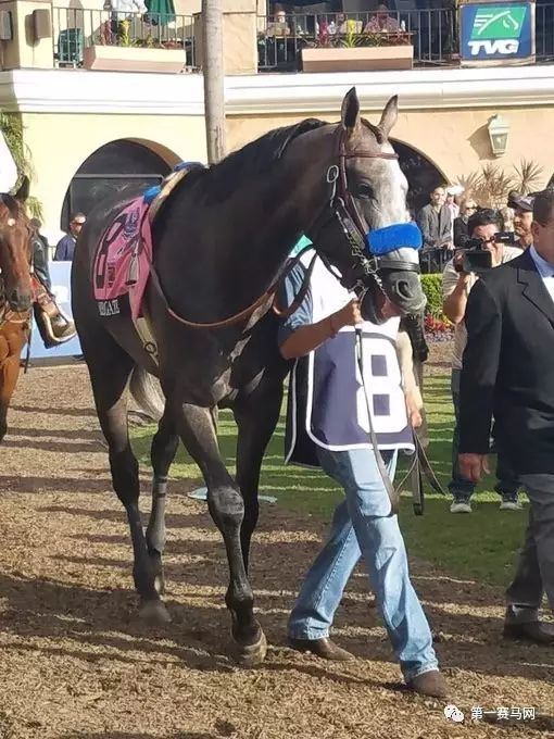 天妒英才！两届世界马王“鸠占鹊巢”辞世