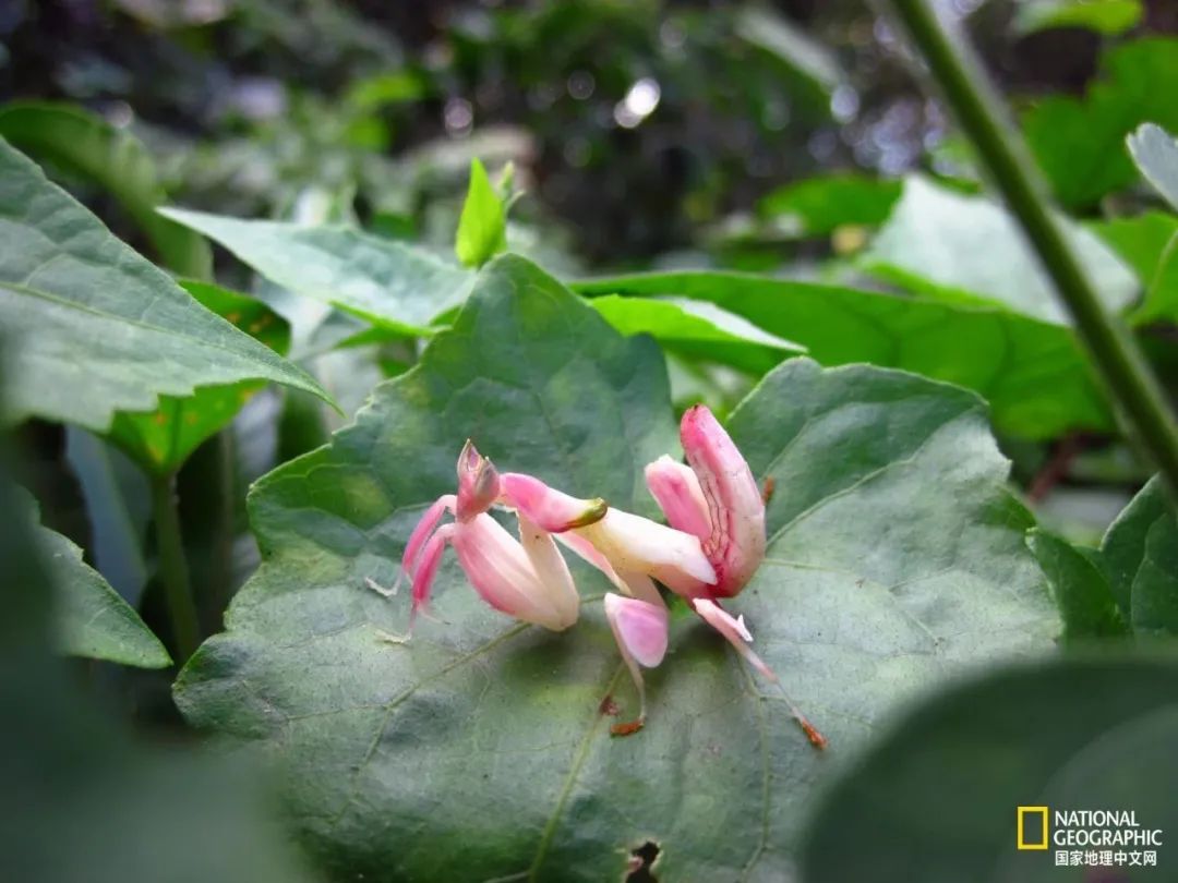 芒种至仲夏始人生丰收时,芒种至仲夏始介绍