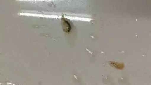 活石掉的粉末有害吗,活石里面虫子会寄生小鱼吗