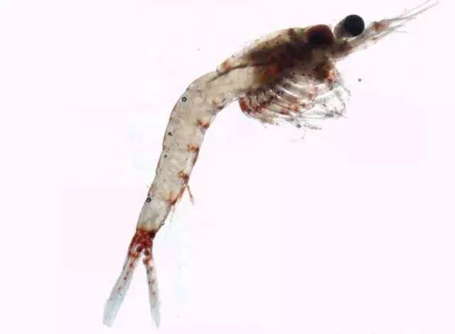 活石掉的粉末有害吗,活石里面虫子会寄生小鱼吗