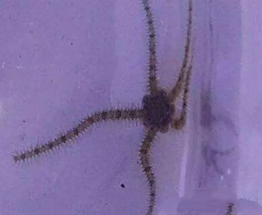 活石掉的粉末有害吗,活石里面虫子会寄生小鱼吗