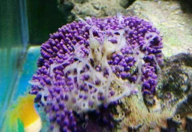 活石掉的粉末有害吗,活石里面虫子会寄生小鱼吗