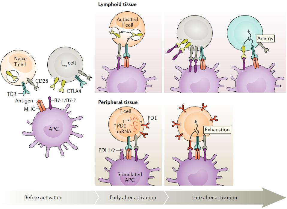 再传捷报!肺癌双免疫联合治疗最新研究结果公布,长期疗效得到证实,方案调整破解一线治疗难题|奇点深度