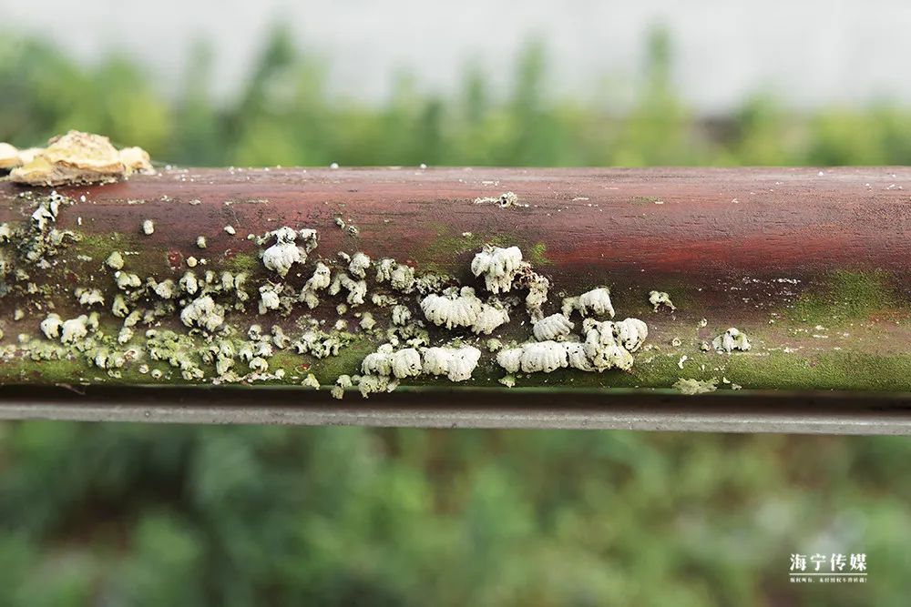 纯天然的野货视频,纯天然野货