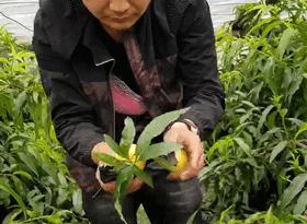 沂蒙山蒙阴黄金油桃五斤装,山东蒙阴正宗黄金油桃