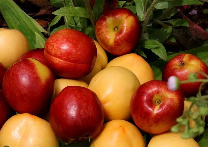 沂蒙山蒙阴黄金油蟠桃,山东蒙阴正宗黄金油桃