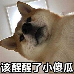 黄金藏红花的神秘面纱,有黄金花之称的特级藏红花