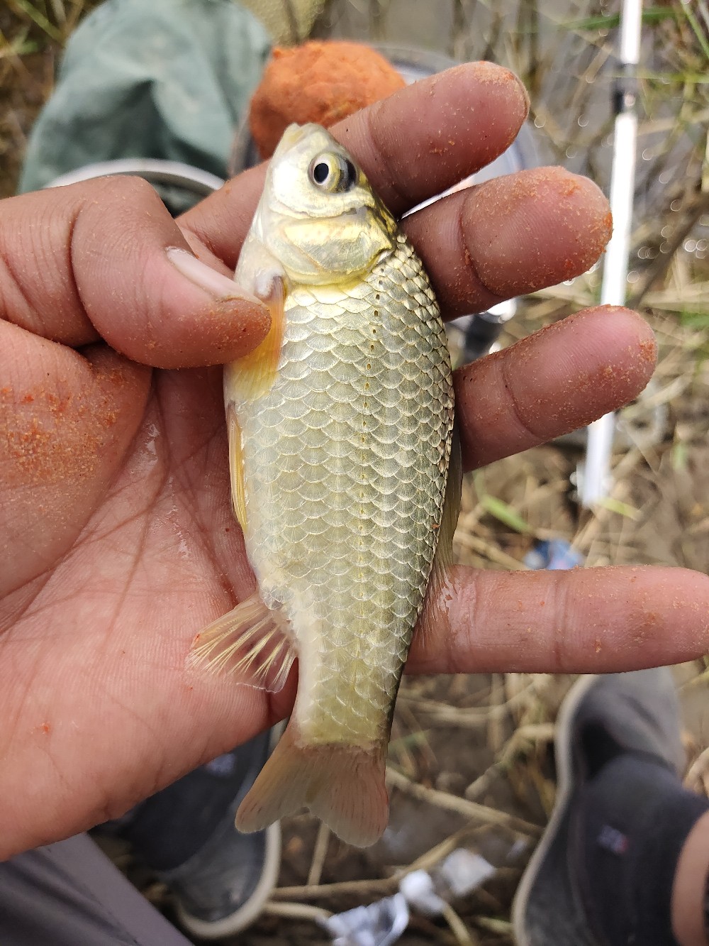 野钓水底有水草调漂最佳方法,野钓水底有枯水草