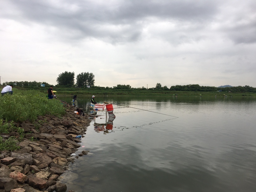 下雨天狂拔大鲫,雨天狂拉草鱼