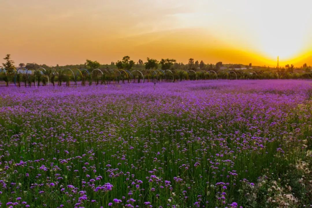 奔跑吧,小骑士!浪漫花彩小镇来场萌趣十足的比赛吧~