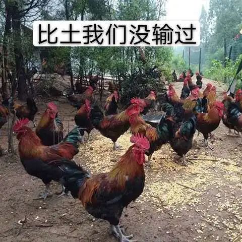 「1017丨原产地」转发“鸡”赞！中子核桃月饼免费送