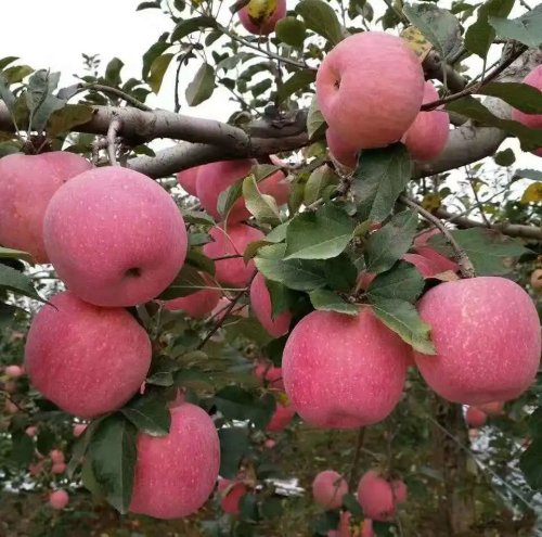 铜川村支书讲故事,铜川中原村