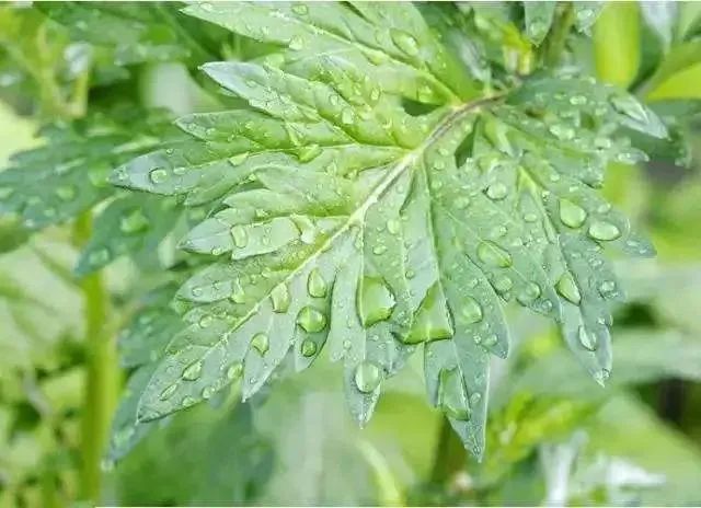 新升级↑像口红一样的紫草膏,远离痒痛,舒“肤”一夏